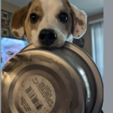Entry image for Gus