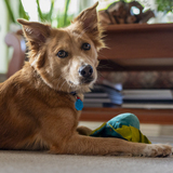 Entry image for Phoebe