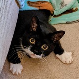 Entry image for Morgana