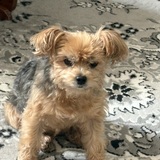 Entry image for Peanut