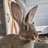 Entry image for Pip