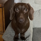 Entry image for Sadie 