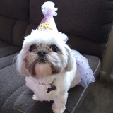 Entry image for Lola