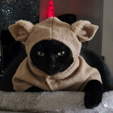 Entry image for Panther
