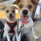 Entry image for Benny & Romeo