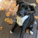 Entry image for Piper