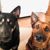 Entry image for Carmen (left) and Stella (right)
