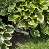 Entry image for Roscoe