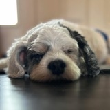 Entry image for Bruiser