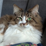 Entry image for Millie