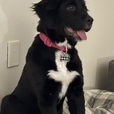 Entry image for Bailey