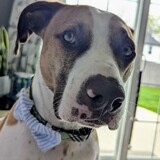 Entry image for Otis
