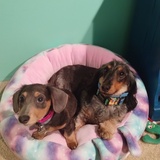 Entry image for Daisy & Maximus
