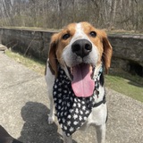 Entry image for Albus (Albie) 
