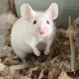 Entry image for Minnie