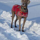 Entry image for Liesel