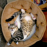 Entry image for Little Kitty