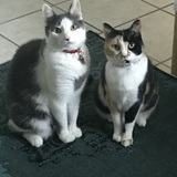 Entry image for Tipsy and Savannah