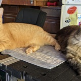 Entry image for Tigrr and Melissa