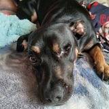 Entry image for Charlie