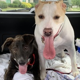 Entry image for Ginger and Clifford 