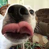 Entry image for Dottie