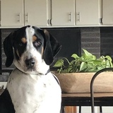 Entry image for Charlie