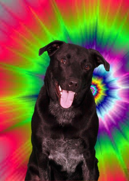Entry image for Joey. Clicking this image will show a larger photo