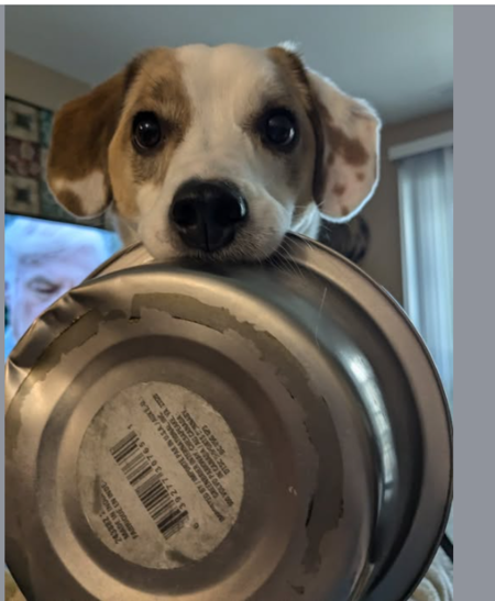 Entry image for Gus. Clicking this image will show a larger photo