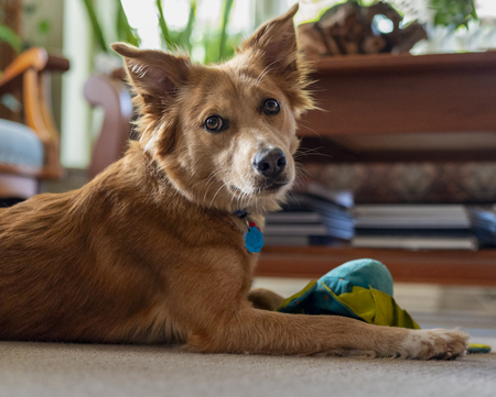 Entry image for Phoebe. Clicking this image will show a larger photo