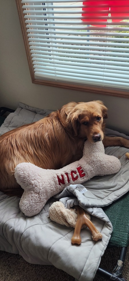 Entry image for Sadie. Clicking this image will show a larger photo