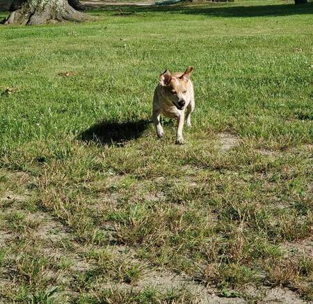 Entry image for Winston. Clicking this image will show a larger photo