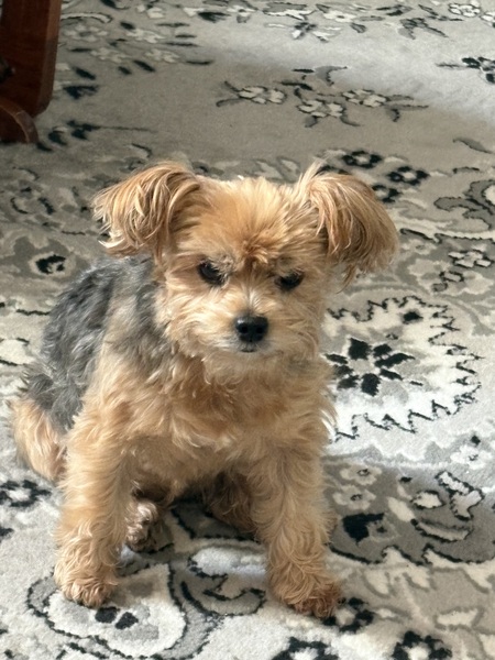 Entry image for Peanut. Clicking this image will show a larger photo