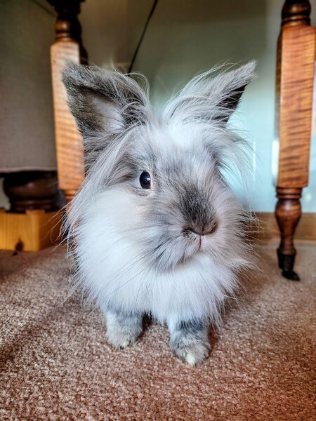 Entry image for Beau. Clicking this image will show a larger photo