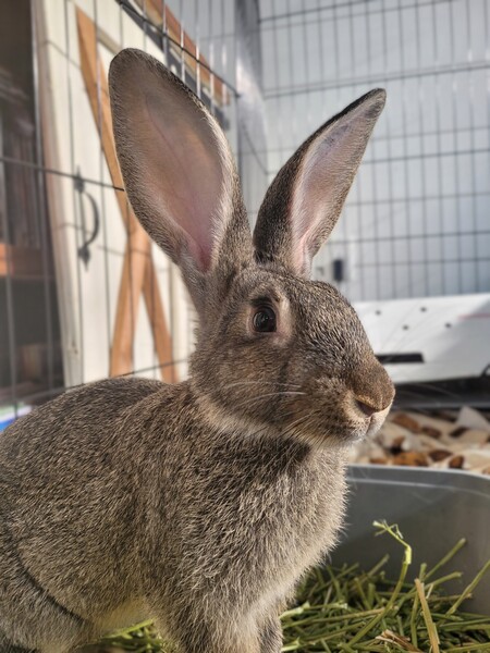 Entry image for Pip. Clicking this image will show a larger photo
