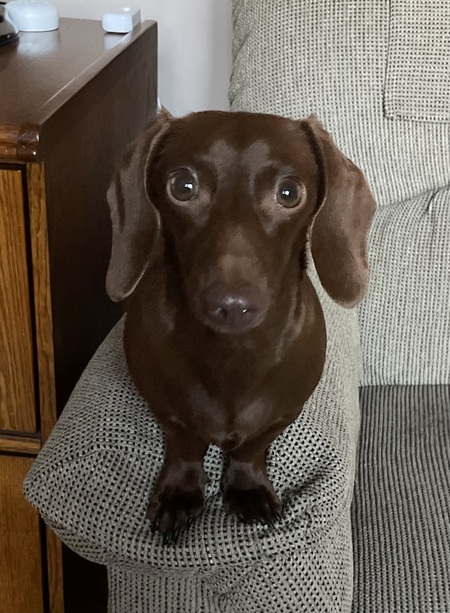 Entry image for Sadie . Clicking this image will show a larger photo