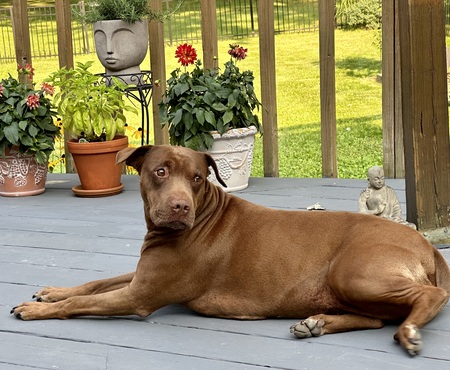 Entry image for Maggie. Clicking this image will show a larger photo