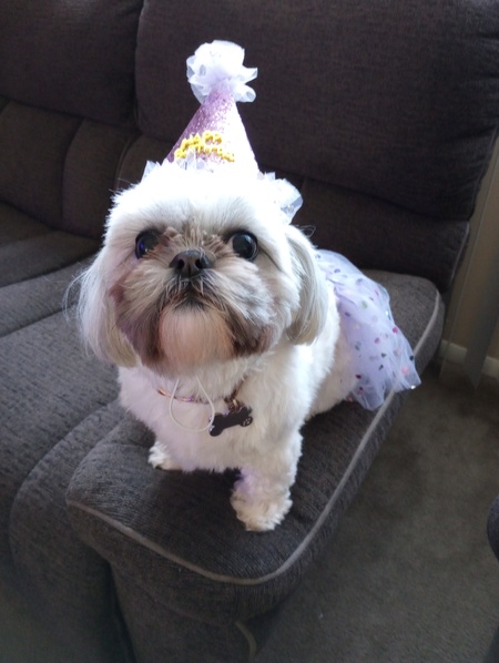 Entry image for Lola. Clicking this image will show a larger photo