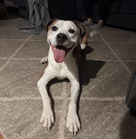 Entry image for Josie . Clicking this image will show a larger photo