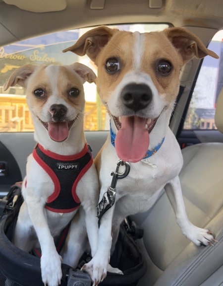 Entry image for Benny & Romeo. Clicking this image will show a larger photo