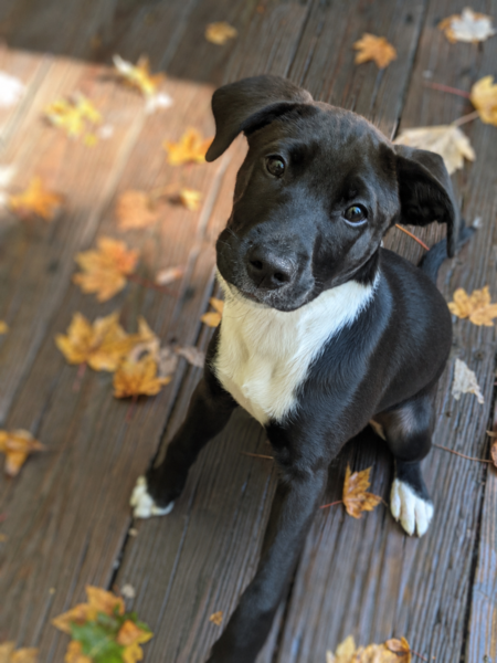 Entry image for Piper. Clicking this image will show a larger photo