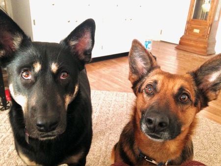 Entry image for Carmen (left) and Stella (right). Clicking this image will show a larger photo