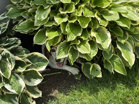 Entry image for Roscoe. Clicking this image will show a larger photo