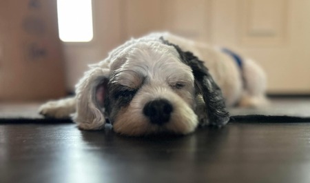 Entry image for Bruiser. Clicking this image will show a larger photo
