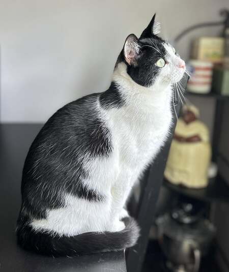 Entry image for Freddie. Clicking this image will show a larger photo