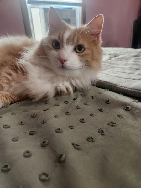Entry image for Peaches . Clicking this image will show a larger photo