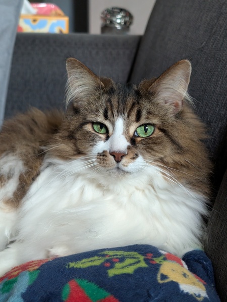 Entry image for Millie. Clicking this image will show a larger photo