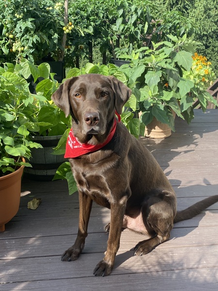 Entry image for Zeke. Clicking this image will show a larger photo