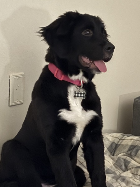 Entry image for Bailey. Clicking this image will show a larger photo