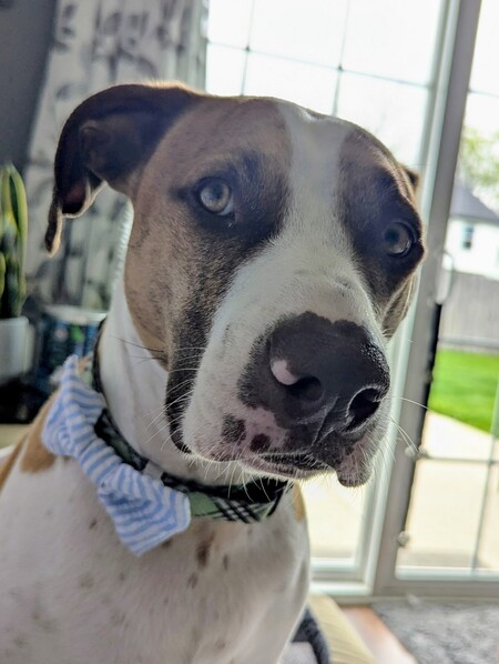 Entry image for Otis. Clicking this image will show a larger photo